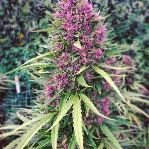Good Shit Feminised Marijuana Seeds by Phoenix Seeds