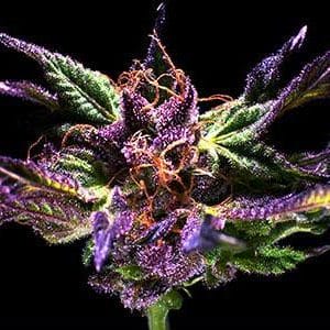 Kens Original Grand Daddy Purple FEMINISED Cannabis Seeds by Grand Daddy Purple