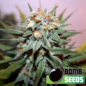 Hash Bomb Regular Cannabis Seeds by Bomb Seeds