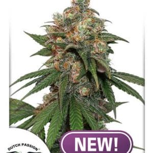 HiFi 4G Feminised Cannabis Seeds by Dutch Passion