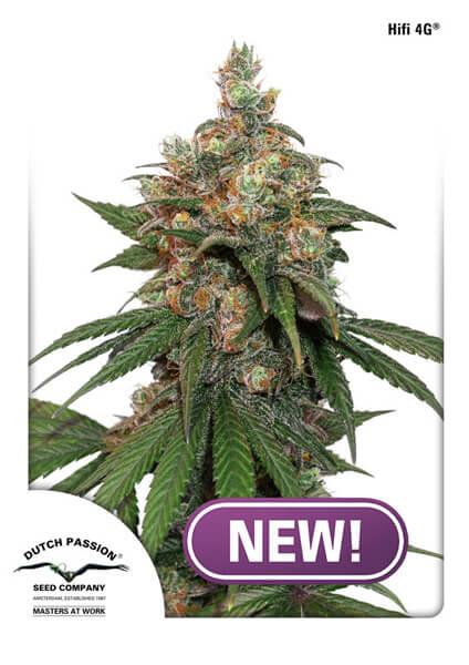 HiFi 4G Feminised Cannabis Seeds by Dutch Passion