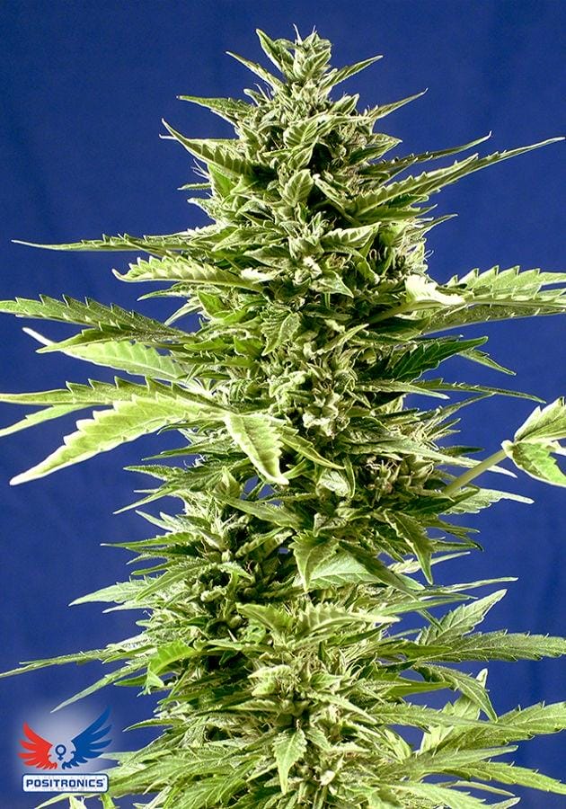 Jack Diesel Express Auto Feminised Cannabis Seeds by Positronic Seeds