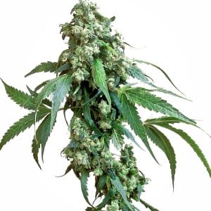 Jack Flash #5 Feminised Cannabis Seeds by Sensi Seeds