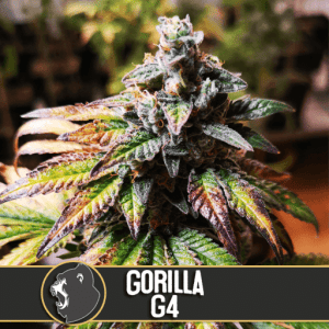 Gorilla Glue #4 Feminised Bulk Cannabis Seeds