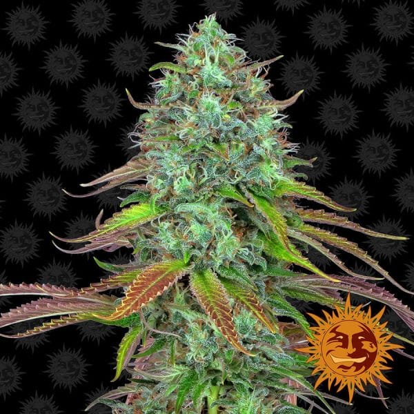LSD Auto Feminised Cannabis Seeds by Barney's Farm Seeds