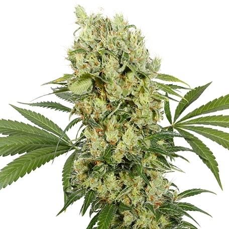 Medikit CBD Feminised Cannabis Seeds by Buddha Seeds