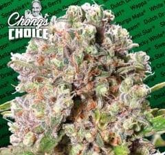 Mendocino Skunk Feminised cannabis seeds from Paradise Seeds in collaboration with Chong's Choice