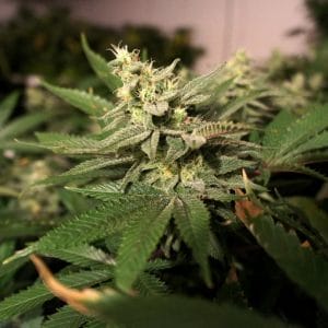 MKage Feminised Cannabis Seeds by T.H. Seeds