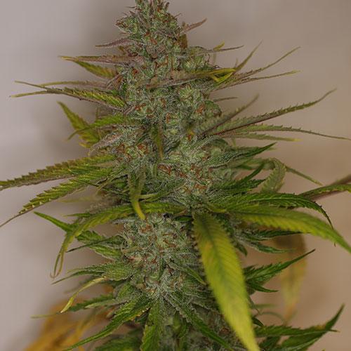 Mountain Temple Regular Cannabis Seeds by Bodhi Seeds