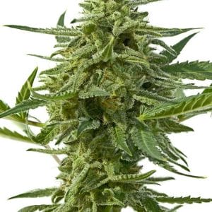 Northern Haze Express Auto Feminised Cannabis Seeds by Positronic Seeds 