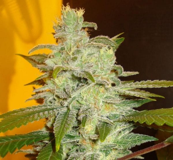 Northern Lights Feminised Seeds by Expert Seeds