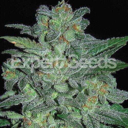 Northern Lights Feminised Seeds by Expert Seeds