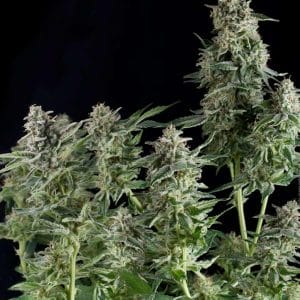 Northern Lights Feminised Marijuana Seeds by Pyramid Seeds