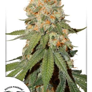Orange Bud Regular Cannabis Seeds by Dutch Passion