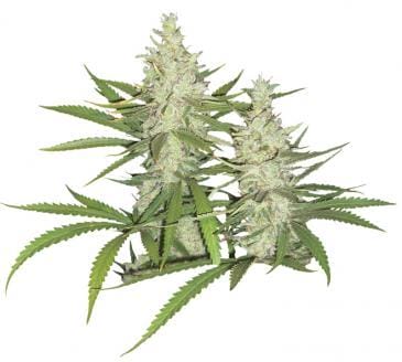 Outlaw Amnesia Feminised Cannabis Seeds by Dutch Passion