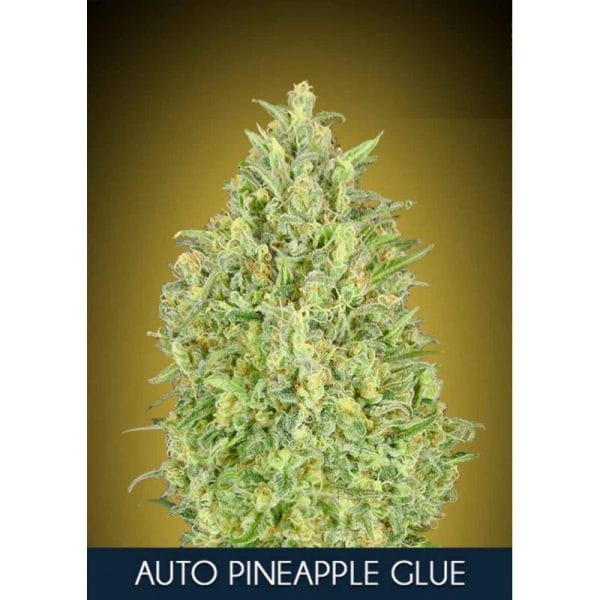 Pineapple Glue Auto Feminised cannabis Seeds by Advanced Seeds