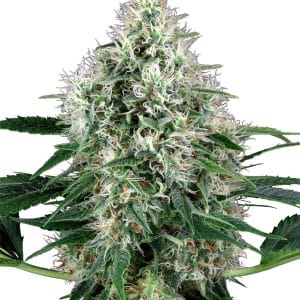 Pure Power Plant Auto Feminised Seeds by White Label Seed Company 