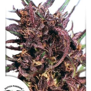 Purple #1 Regular Seeds by Dutch Passion