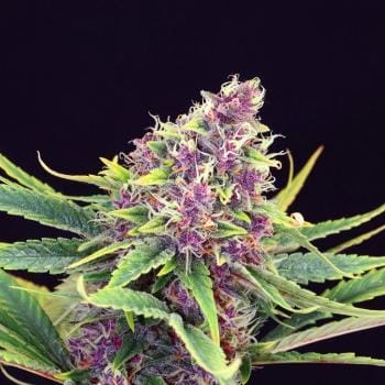 Purple Kush Feminised Cannabis Seeds by Kannabia Seeds