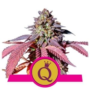 Purple Queen Feminised Cannabis Seeds Royal Queen Seeds