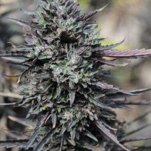 Purple Trainwreck Cannabis seeds by Humboldt Seed Organisation