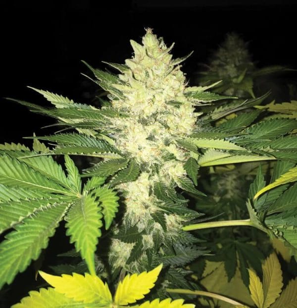 Roof 95 Feminised Weed Seeds by T.H.Seeds