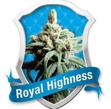 Royal Highness Feminised Cannabis Seeds by Royal Queen Seeds