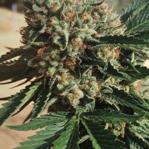 Sapphire OG Feminised Cannabis Seeds by Humboldt Seed Organisation