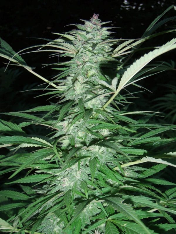 Serious 6 Feminised Cannabis Seeds by Serious Seeds