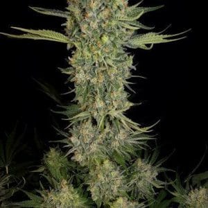Serious Kush Feminised Cannabis Seeds by Serious Seeds