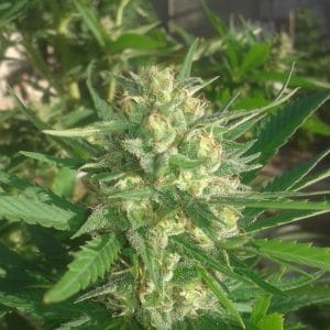Sex Bud Feminised Seeds Cannabis Seeds by Female Seeds