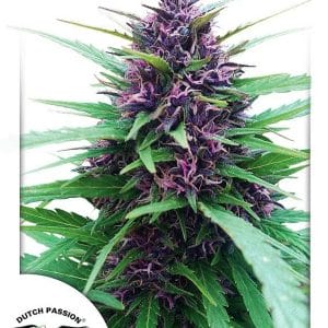 Shaman Regular Cannabis Seeds by Dutch Passion