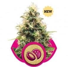 Somango XL Feminised Cannabis Seeds by Royal Queen Seeds