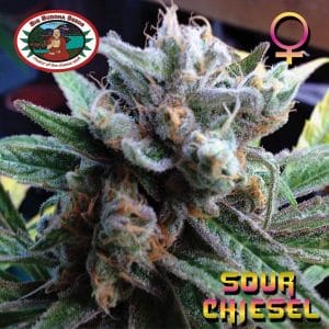 Sour Chiesel Feminised Cannabis Seeds by Big Buddha Seeds