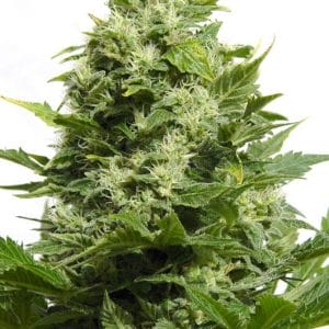 Big Buddha Cheese Feminised Cannabis Seeds by Big Buddha Seeds