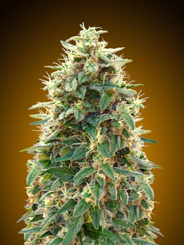00 Cheese Auto Feminised Cannabis Seeds by 00 Seeds