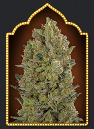 00 Cheese Feminised Cannabis Seeds by 00 Seeds