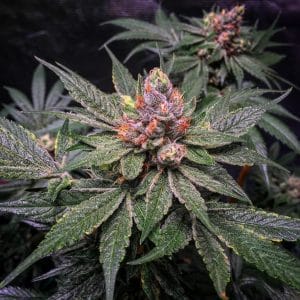 Strawberry Glue Feminised Marijuana Seeds by T.H.Seeds