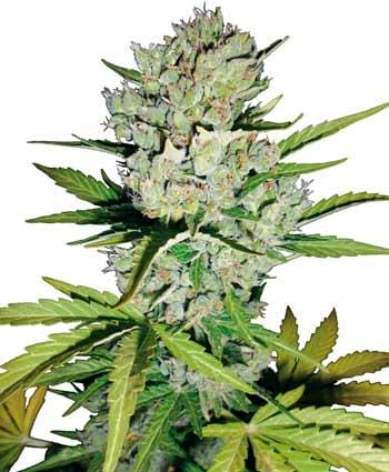 Super Skunk Auto Feminised Seeds - White, White Label Seed Company