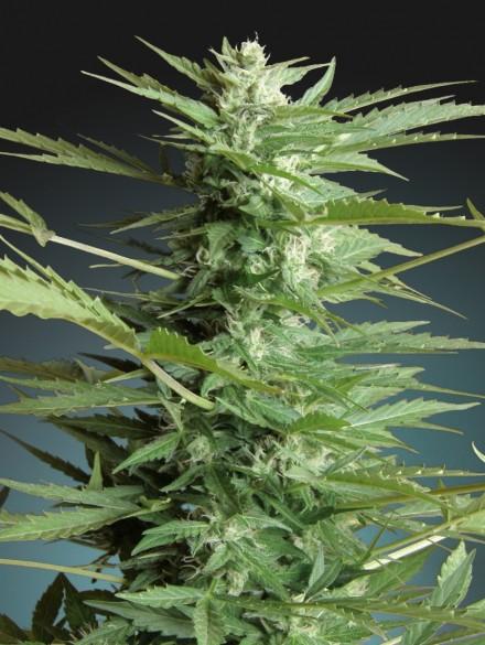 Sweet Dwarf Auto Feminised Cannabis Seeds by Advanced Seeds