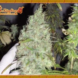 The Incredible Bulk Feminised Cannabis Seeds by Dr Krippling Seeds