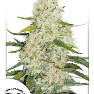 Think Big Auto Feminised Seeds by Dutch Passion