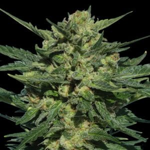 White Russian Auto Feminised Seeds by Serious Seeds