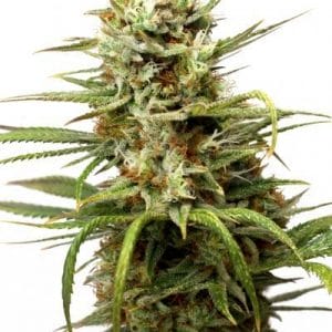 White Widow Auto Feminised Cannabis Seeds by Dutch Passion