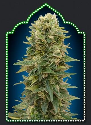 Afghan Mass Auto Feminised Cannabis Seeds by 00 Seeds