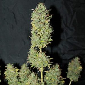 White Widow Feminised Autoflowering Cannabis Seeds by Seedsman