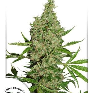 White Widow x The Ultimate Regular Seeds by Dutch Passion
