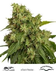 Xtreme Auto Feminised Cannabis Seeds by Dutch Passion