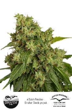 Xtreme Auto Feminised Cannabis Seeds by Dutch Passion