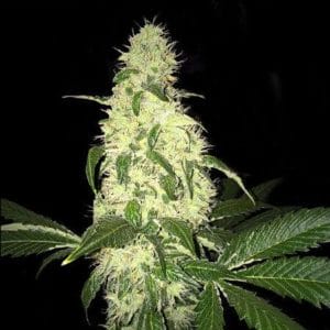 Afghaniberry Regular(Limited Edition) cannabis seeds from T.H. Seeds